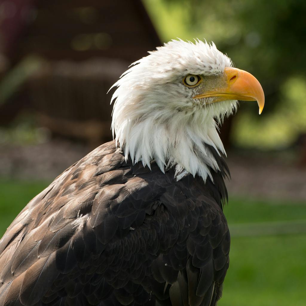Eagles Rookie Trade Attempt Close-up portrait of a majestic bald eagle in Detmold, Germany, showcasing its striking features.