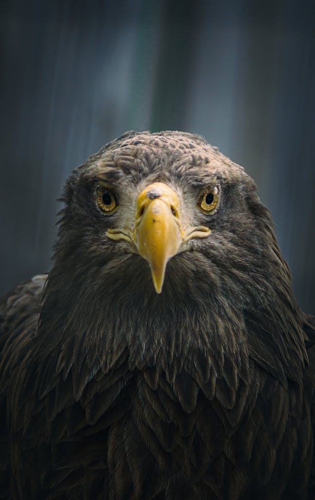 Eagles Rookie Trade Attempt Intense close-up of a striking eagle showcasing its fierce gaze and detailed plumage.