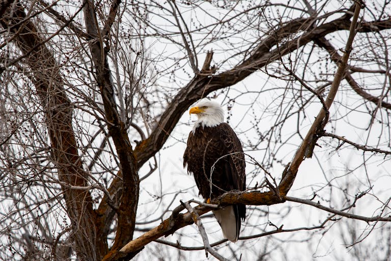 Eagles Rookie Trade Attempt Majestic bald eagle perched on a tree in Wenatchee, showcasing wildlife in winter.