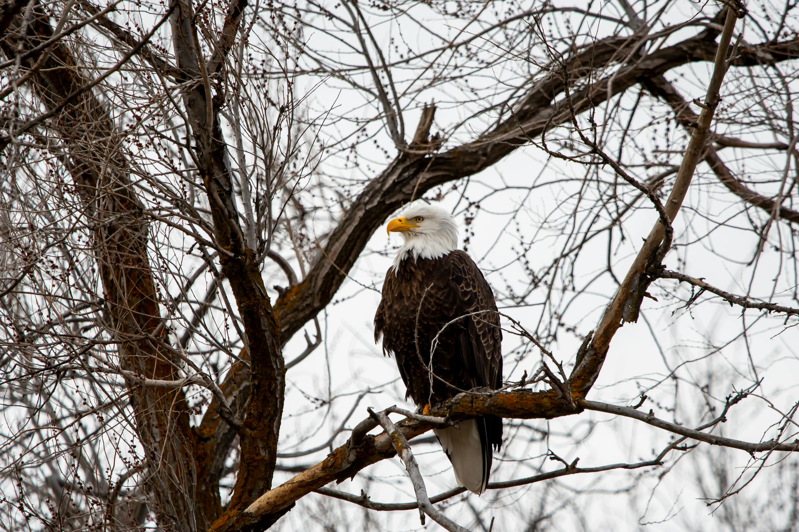 Eagles Rookie Trade Attempt Majestic bald eagle perched on a tree in Wenatchee, showcasing wildlife in winter.